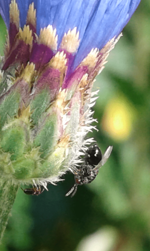 Superfamiglia Chalcidoidea : Torymidae? 2